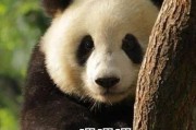 大熊猫爆料奶茶视频下载,揭秘网红奶茶制作过程