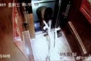 外国渣男爆料事件视频大全,一场道德沦丧的狂欢