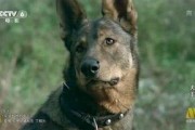 电影犬王高清在线观看,忠诚守护，生死相依